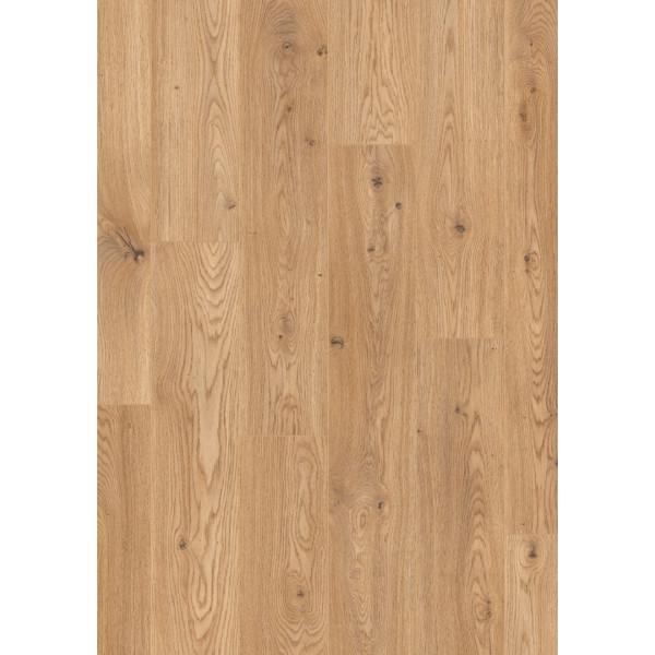 STY00175(AP) - Brandon Oak