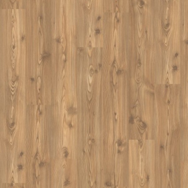 Borovica Kanadská EBL011
